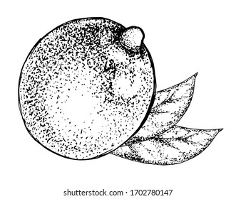 Vector illustration with one whole lemon and several leaves. Imitation of etching or ink drawing. Hand-drawn citrus fruit. Graphic stylization. Picture for design juice packaging, textiles.
