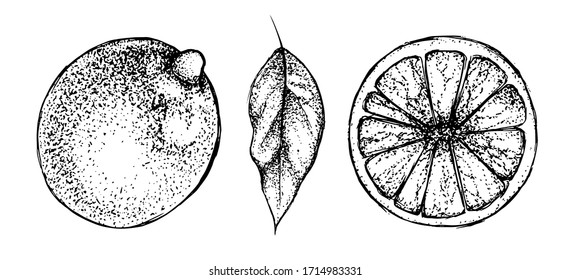 Ilustración vectorial de un limón entero, rodaja redonda y hoja. Conjunto de cítricos. Imitación del dibujo con tinta o pluma negra. Pintura para el diseño de jugo de embalaje, textiles, fondos.