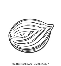 Ilustración vectorial de bulbo de cebolla cortado por la mitad. Boceto de cebolla pelada. Dibujo de esquema.