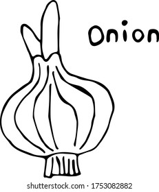 Vector illustration of a onion in the Doodle style, hand-drawn black outline on a white background with the text "Onion". Can be used for paper, textiles, fabrics, books, paper Wallpaper