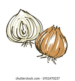 Vector illustration of onion. Fresh vegetables.