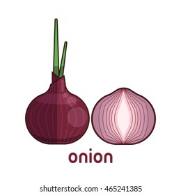 Vector illustration of onion on white background.
