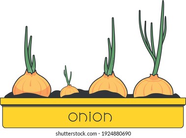 Vector illustration of 
onion in a pot, home gardening