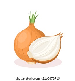 Vector illustration of an onion, scientific name allium cepa, isolated on white background.