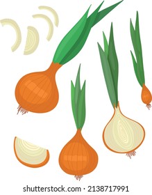 Vector illustration of onion. Set with whole onion, half and onion rings. Green onion on a white background.
