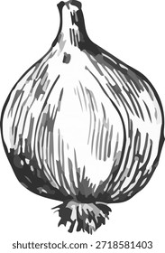 Vector illustration of an onion. A stylized illustration in the graphic style of linocut, with bold outlines and thin shading on a white background.