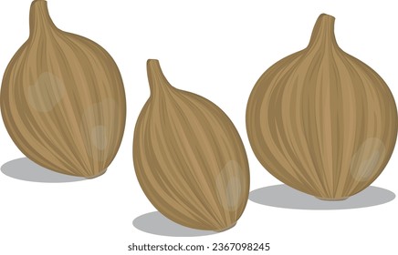 Vector illustration of onion. Vegetables. 