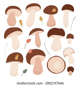 Vector illustration only of Porcini mushrooms on white background. Bolutus mushroom - big and small, whole and cutted. Botanical flat floral design elements.