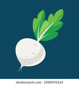 vector illustration oof white turnip or white radish 