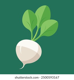 vector illustration oof white turnip or white radish 