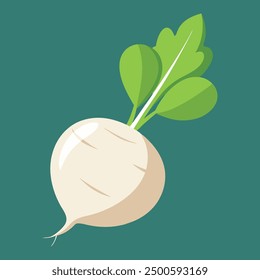 vector illustration oof white turnip or white radish 