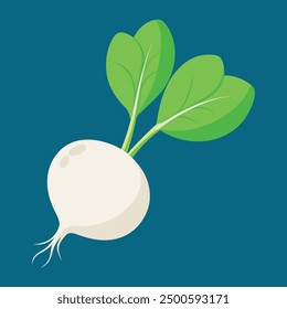 vector illustration oof white turnip or white radish 