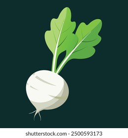 vector illustration oof white turnip or white radish 