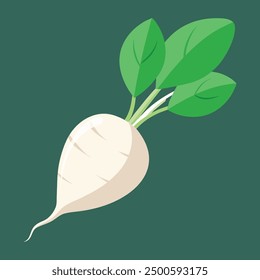 vector illustration oof white turnip or white radish 