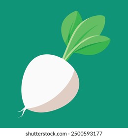 vector illustration oof white turnip or white radish 