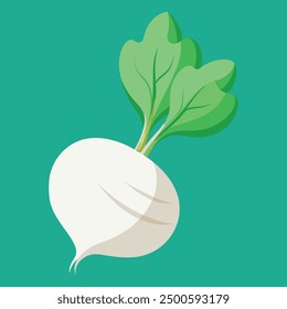 vector illustration oof white turnip or white radish 