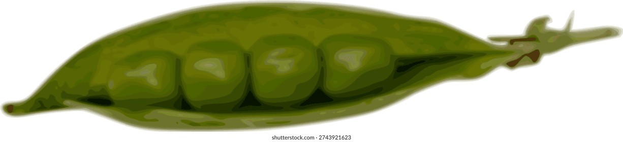 A close‑up vector illustration of an opened green pea pod showing five neatly aligned peas inside. The design highlights freshness, natural texture, and vibrant color, making it ideal for themes related to agriculture, plant biology, healthy eating, vegetarian food, and organic farming. Perfect for use in educational materials, food packaging, eco‑friendly branding, or nutrition‑focused projects.