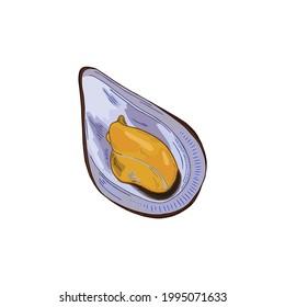 Vector illustration of an opened mussel isolated on white background