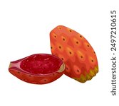 Vector illustration of Opuntia fruit, commonly called prickly pear cactus, isolated on white background.