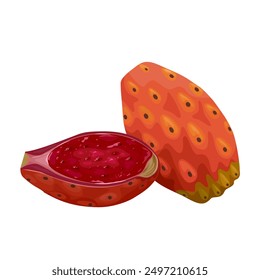 Vector illustration of Opuntia fruit, commonly called prickly pear cactus, isolated on white background.