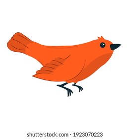 vector illustration of an orange bird in a cartoon style. Isolate on a white background
