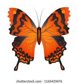 Vector illustration of a orange butterfly