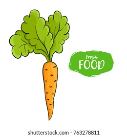 Vector illustration of orange carrot. Sketch, color. Vivid picture of a vegetable. Fresh food