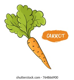 Vector illustration of orange carrot. Sketch, color. Vivid picture of a vegetable. Fresh food
