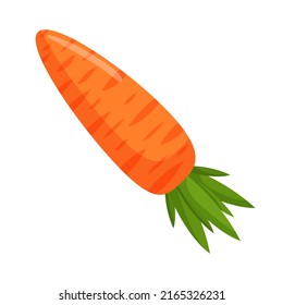 Ilustración vectorial de una zanahoria anaranjada. Verduras y comida cruda.