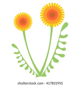 Vector illustration of the orange dandelions and leaves isolated on the white background.