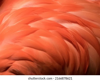 Vector illustration of orange flamingo feathers. EPS10.