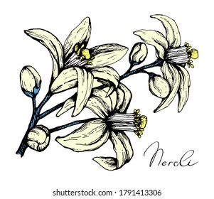 Ilustración vectorial del dibujo lineal a mano de flores anaranjadas en color. Tres grandes flores de naranjo para envasado, aromaterapia, aceite de vela o aroma
