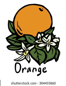 Vector illustration of the orange with flower and leaves