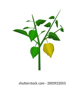 Vector illustration, Orange flower physalis alkekengi isolated on a white background. Withania somnifera. Ashwagandha. Chinese lantern plant, Japanese lantern, bladder cherry, winter cherry.