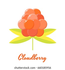 vector illustration. orange forest summer berry cloudberries.