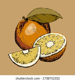 vector illustration. orange. freehand drawing.