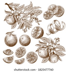 Vector illustration of orange fruit, blooming flowers, leaves and branches vintage monochrome drawing, engraving graphic, retro style tattoo. Slice, whole and half citrus isolated on white background.