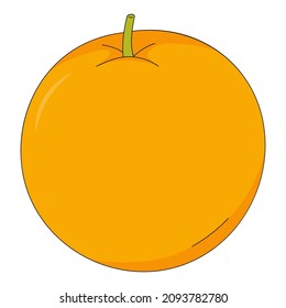 Vector illustration of orange. Fruit in cartoon style. Citrus isolated on white background. Source of vitamin C