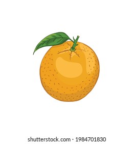 Vektorgrafik von orangefarbenen Früchten einzeln auf weißem Hintergrund