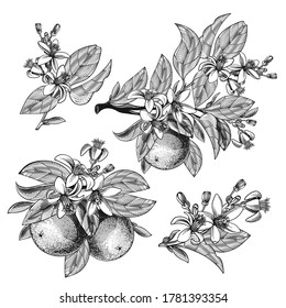 Ilustración vectorial de la fruta naranja con hojas, ramas, flores florecientes aisladas en el fondo. Esbozo botánico a mano de cítricos tropicales para etiqueta, embalaje de jugo, menú en estilo grabado.