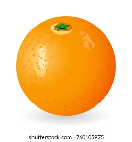 Vector illustration of orange isolated on white background