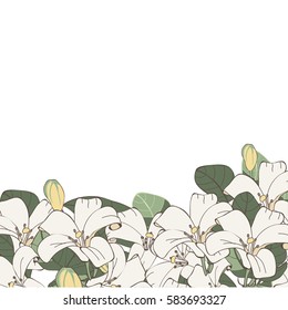Vector illustration of orange jessamine flower frame with green leaves and white blossoms, elegant tropical floral border isolated on white background.