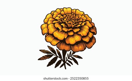 Vector illustration of an orange marigold flower, Vector illustration of an orange marigold flower isolated on a white background. 