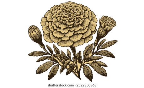 Vector illustration of an orange marigold flower, Vector illustration of an orange marigold flower isolated on a white background. 