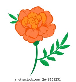 Ilustração vetorial da flor de calêndula laranja no caule com folhas verdes sobre um fundo branco. Ilustração para decoração, design.