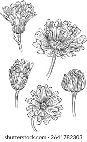 vector illustration of orange marigold on isolated background