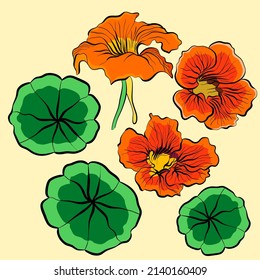 Vector illustration with orange nasturtium flowers and green leaves on a yellow background 