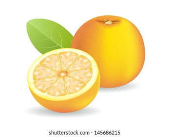 vector illustration . orange on white background