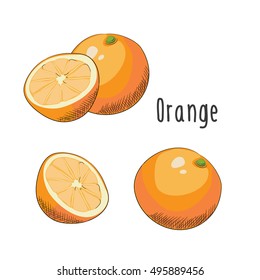 Vector illustration of Orange on white background