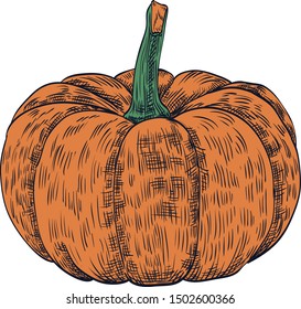 Vector illustration Orange pumpkin on white background 01